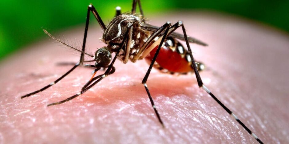 Mosquito aedes aegypti.