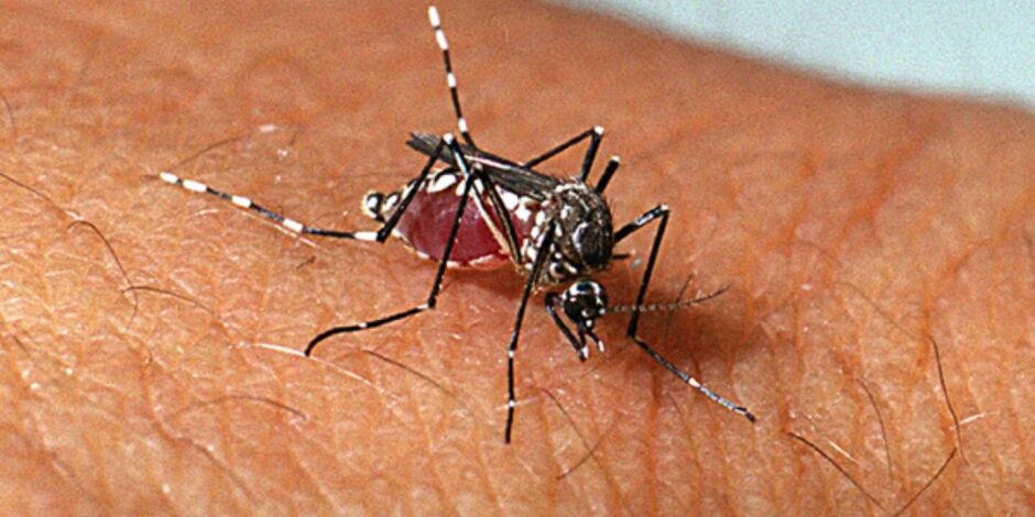 Mosquito da dengue, aedes aegypti.