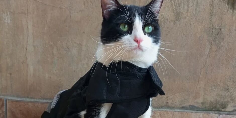 "Gato SRD Mais Bonito do Brasil": diversidade de pelagens e hist&oacute;rias que inspiram a ado&ccedil;&atilde;o. Vencedor de 2024, o gatinho Pipo.