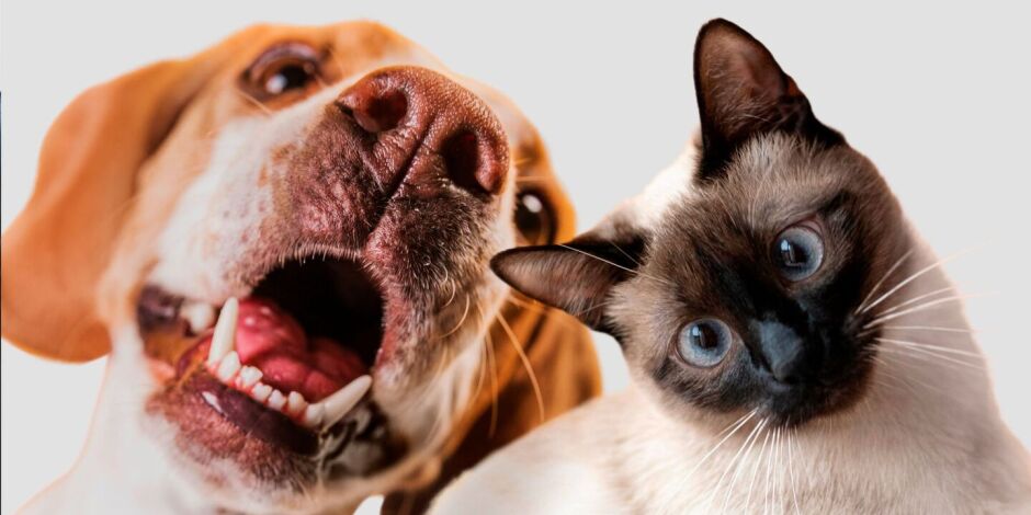 Cadastro nacional permite emitir RG Animal digital com QR Code para identificar c&atilde;es e gatos em todo o Brasil.