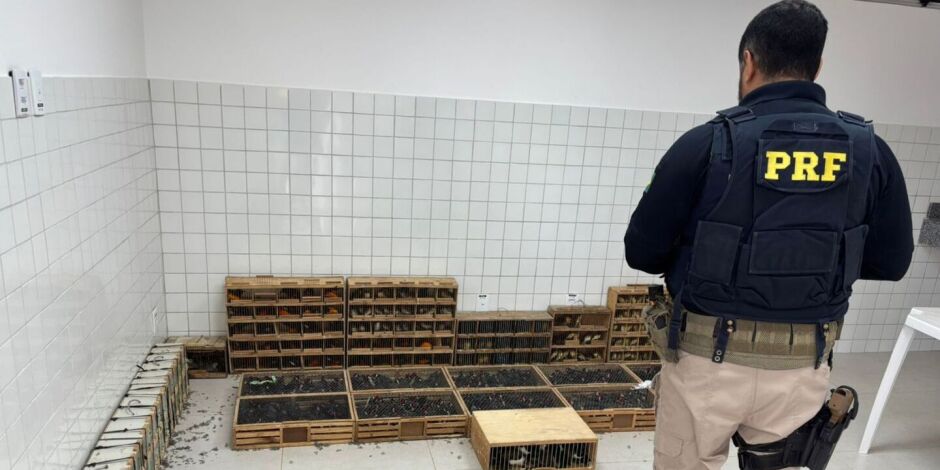 Em Garanhuns, PRF resgata mais de 900 animais silvestres transportados em condi&ccedil;&otilde;es irregulares
