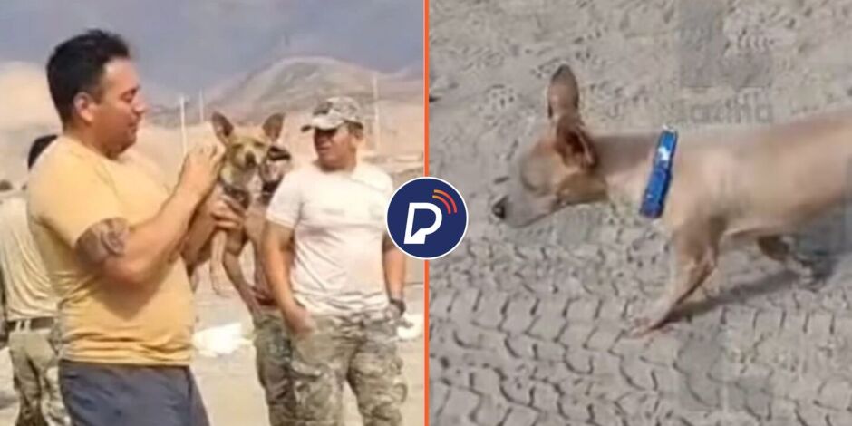 Imagens do cachorro que sobreviveu.