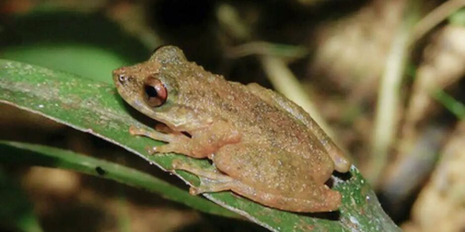 Pererequinha mineira: nova esp&eacute;cie min&uacute;scula mede at&eacute; 3,5 cm 