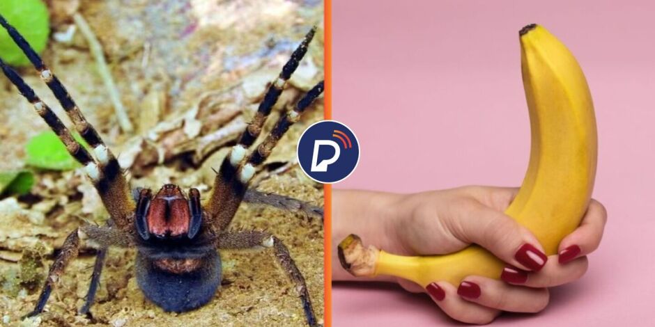 Veneno da aranha brasileira pode provocar ere&ccedil;&atilde;o de at&eacute; 4 horas