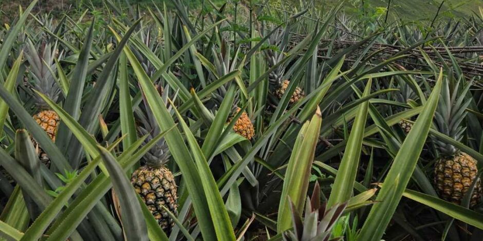 Abacaxi de Pombos em Pernambuco