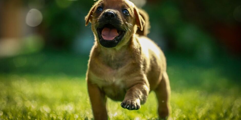 Adota PET Recife permite doa&ccedil;&atilde;o de filhotes por moradores.