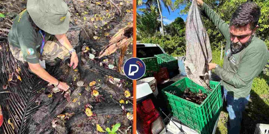 Uma a&ccedil;&atilde;o da CPRH soltou 364 caranguejos, nesta quinta-feira (23), em &aacute;rea de mangue preservada e protegida.