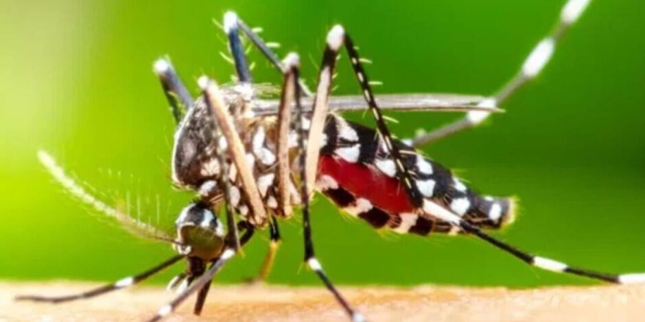 Boletim Epidemiol&oacute;gico de Arboviroses n&ordm; 15. 