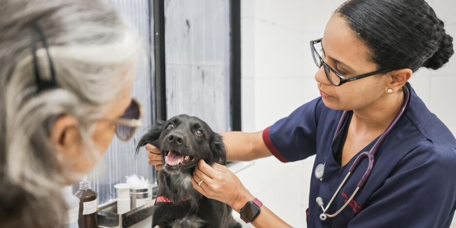 Veterin&aacute;ria cuidando de Pets