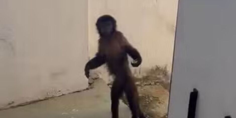 Macaco de estima&ccedil;&atilde;o que fugiu em Campinas. 