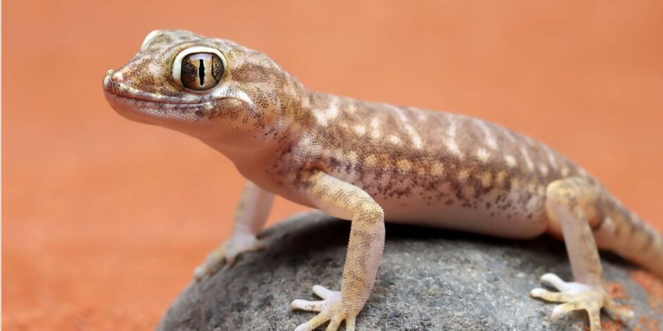 A lagartixa dom&eacute;stica aproveita a ilumina&ccedil;&atilde;o e as frestas das paredes para ca&ccedil;ar insetos e manter o equil&iacute;brio do ambiente residencial.