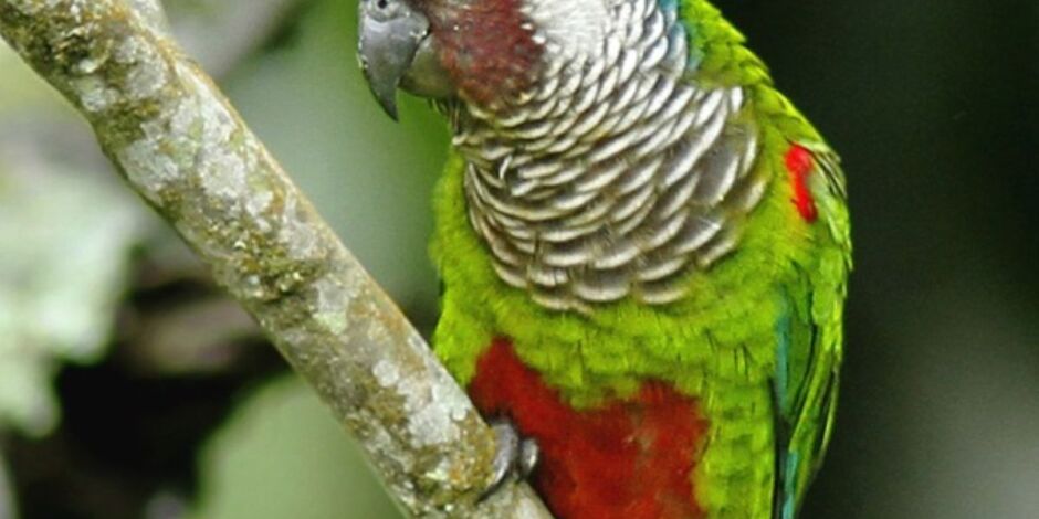 Periquito cara suja (Pyrrhura griseipectus)