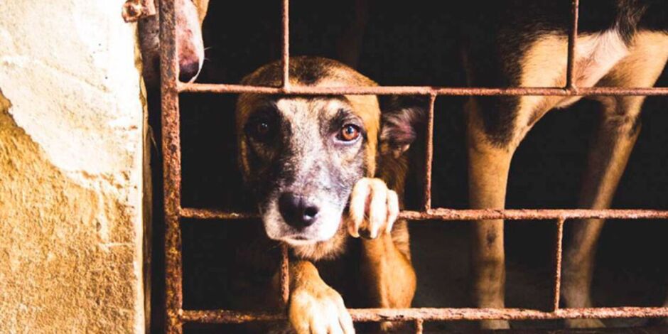 Abrigo de animais no Grande Recife &eacute; acusado de maus-tratos; relatos apontam sumi&ccedil;o de pets sob a tutela da institui&ccedil;&atilde;o