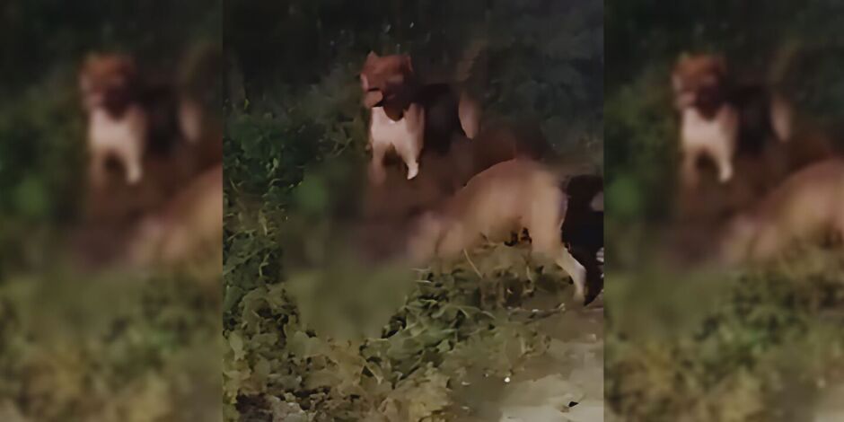 Ataque de pitbulls deixa crian&ccedil;a ferida e cachorro morto em Pernambuco
