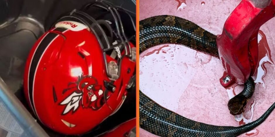 Cobra venenosa se esconde em capacete.