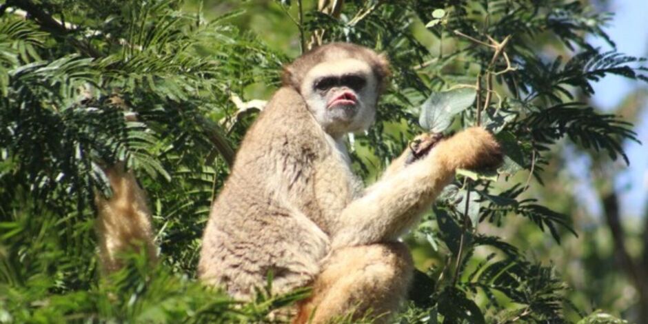 O muriqui-do-norte &eacute; exclusivo da Mata Atl&acirc;ntica com cerca de mil indiv&iacute;duos na natureza.