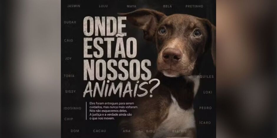 22 c&atilde;es que haviam sido deixados na institui&ccedil;&atilde;o teriam desaparecido, segundo tutores.