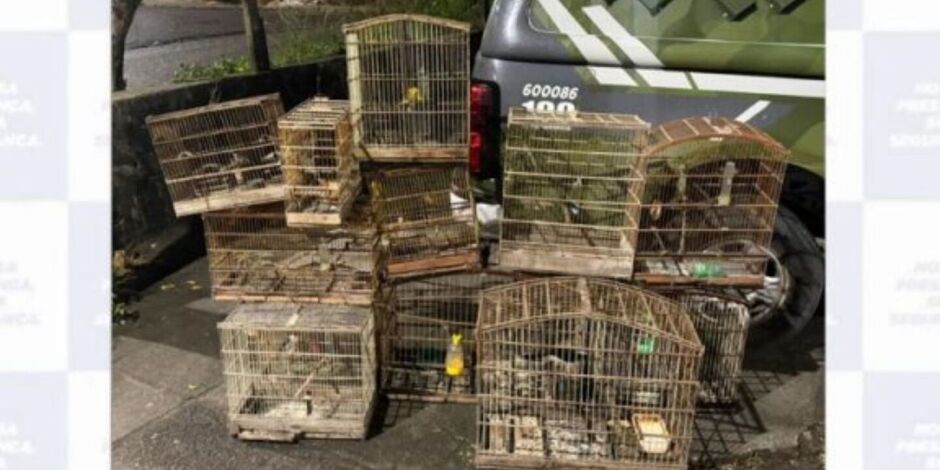 Policiais militares do Batalh&atilde;o de Policiamento Ambiental (BPA) resgataram 14 aves silvestres que eram mantidas em gaiolas em um s&iacute;tio na Zona Rural de S&atilde;o Louren&ccedil;o da Mata.