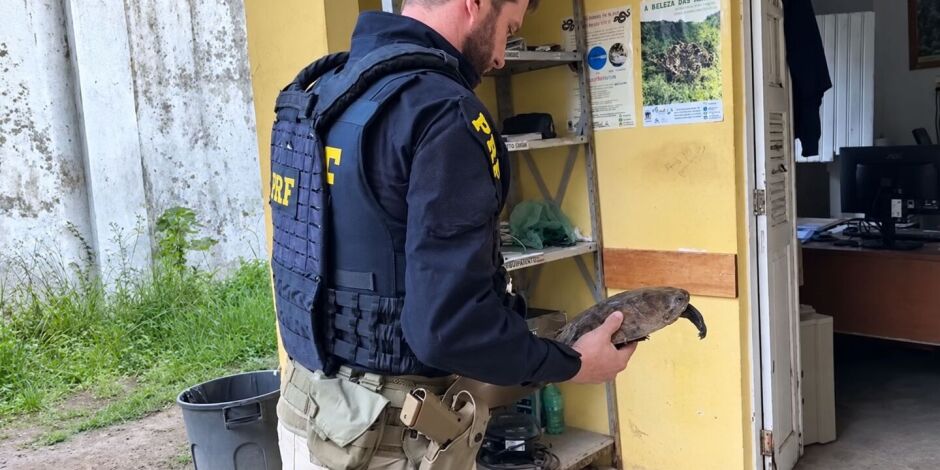 Segundo a PRF, o animal foi encontrado nas proximidades da Arena de Pernambuco.