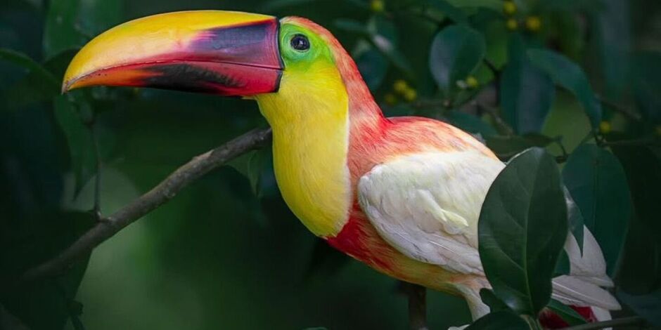 Tucano-de-bico-castanho.