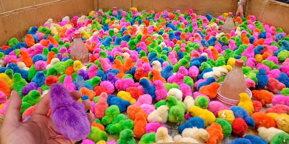 Aves com colora&ccedil;&atilde;o artificial aparecem reunidas em uma caixa de papel&atilde;o durante comercializa&ccedil;&atilde;o em Bom Jardim.