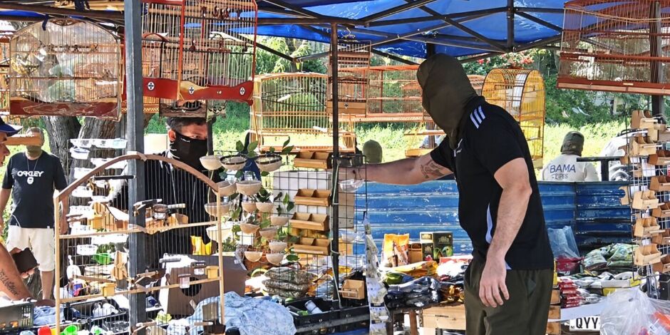 Opera&ccedil;&atilde;o encontrou aves feridas e sem &aacute;gua e comida em Caruaru.