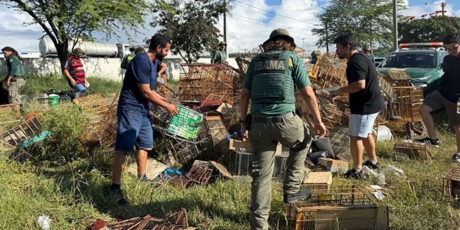 Agentes libertaram os animais e destru&iacute;ram diversas gaiolas no local.