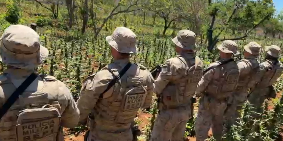 A&ccedil;&atilde;o da pol&iacute;cia em Pernambuco erradica extensa planta&ccedil;&atilde;o de maconha em Bet&acirc;nia
