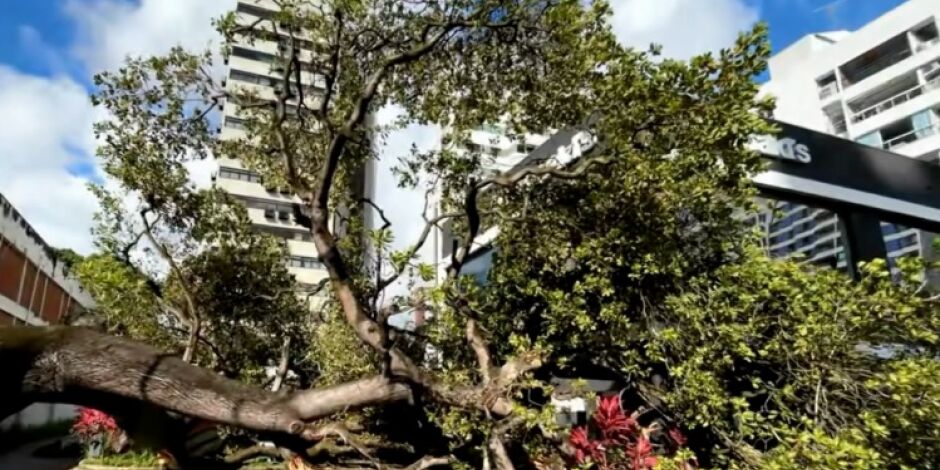 &Aacute;rvore de grande porte cai no bairro dos Aflitos, no Recife