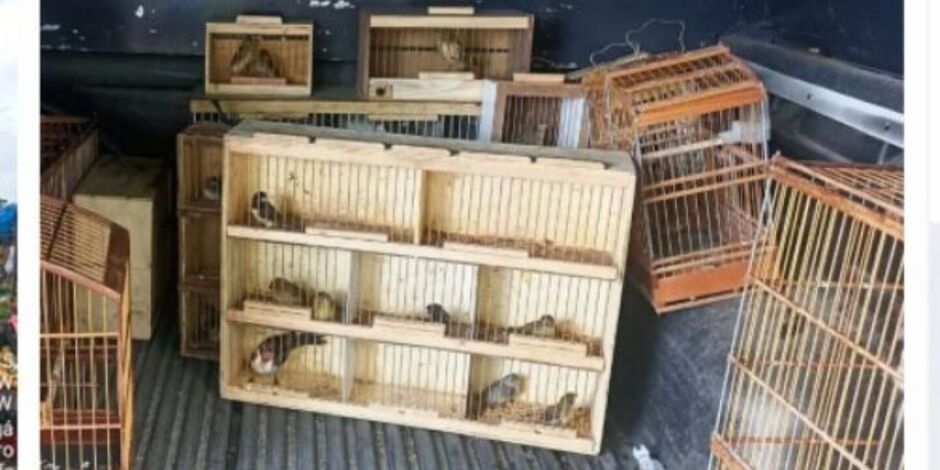 Pol&iacute;cia Ambiental apreende 77 aves silvestres e espingarda na Feira do Cordeiro, no Recife.