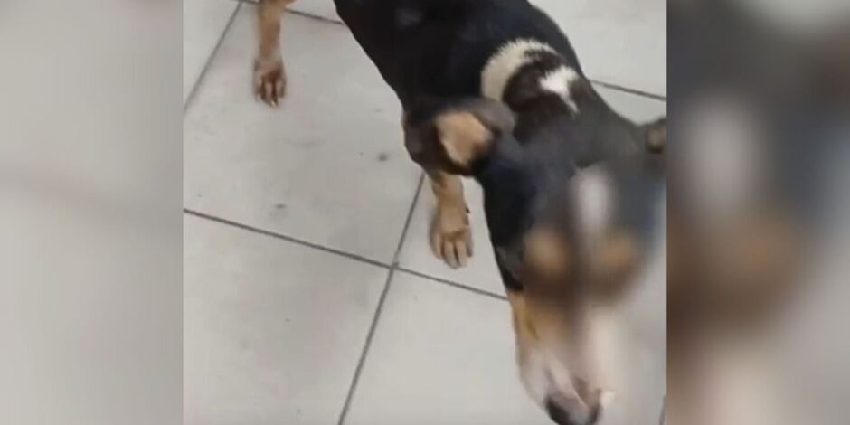 Uma das testemunhas afirmou que a cadela que morreu havia dado &agrave; luz filhotes, tamb&eacute;m v&iacute;timas de viol&ecirc;ncia.