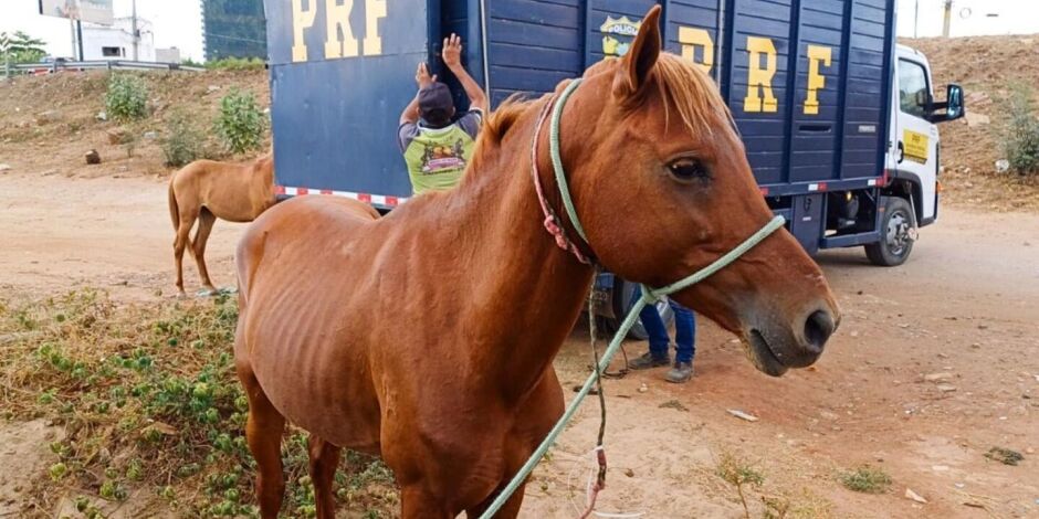 Cavalos, bois, bodes, burros e jumentos est&atilde;o entre os animais encontrados com frequ&ecirc;ncia nas pistas.