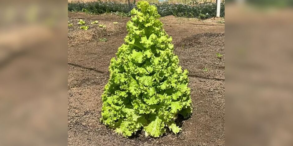 Encontrada entre outras alfaces, a planta surpreendeu a equipe respons&aacute;vel pelo cultivo.