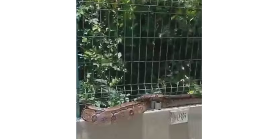 Jiboia encontrada em condom&iacute;nio no Recife