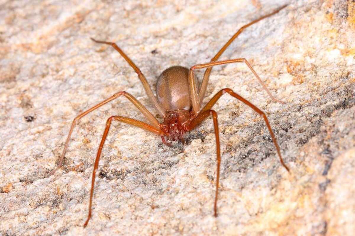 Você sabia? aranha comum no Brasil está entre as mais venenosas do ...
