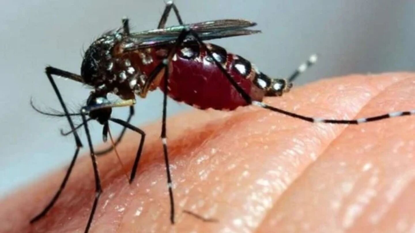 Mosquito aedes aegypti.