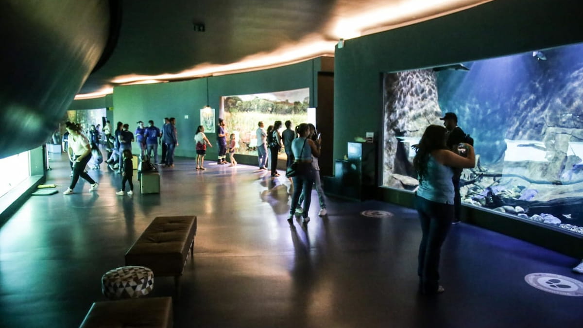Áquarios gigantes do Bioparque Pantanal. 