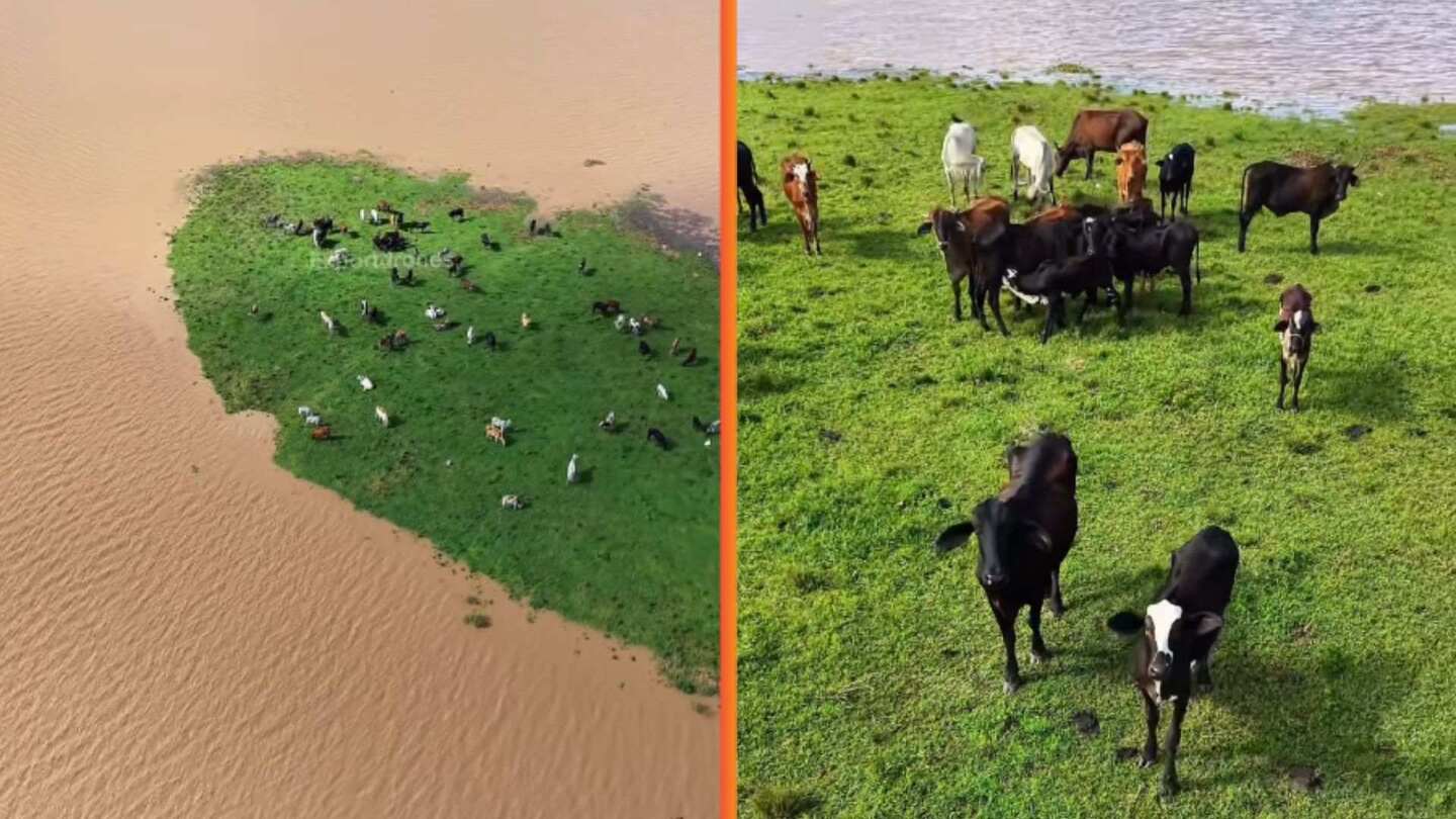 Rebanho de gado fica ilhado em Goiana (PE) após rio transbordar com chuvas.