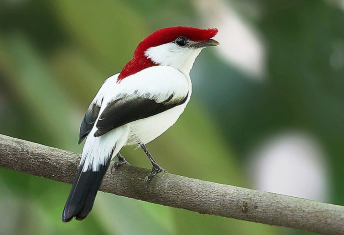 Soldadinho do Araripe