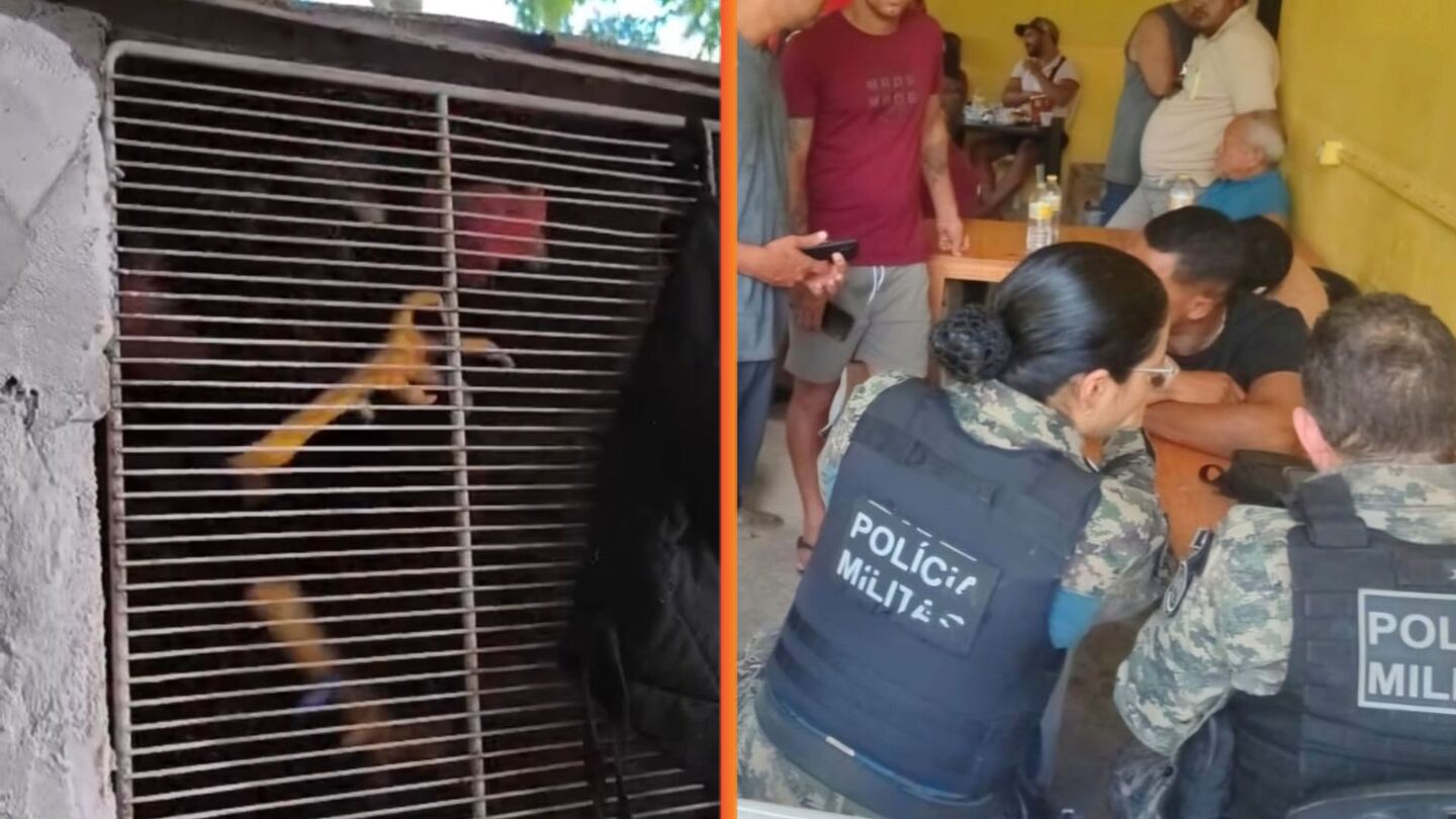 PMPE flagra rinha de galos, apreende aves e munições na Mata Norte do estado