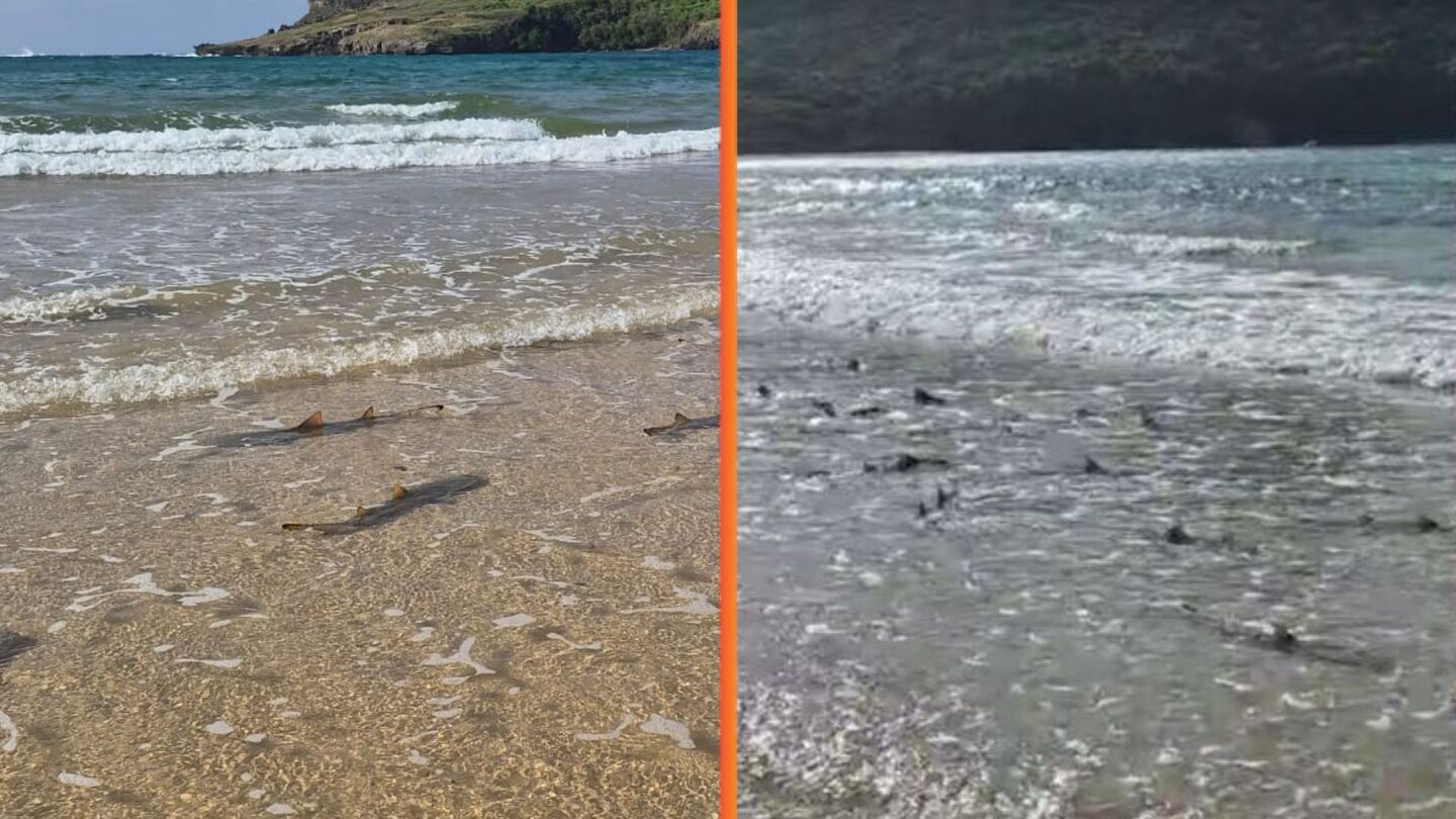 Cerca de 60 filhotes de tubarão-limão são vistos em Fernando de Noronha