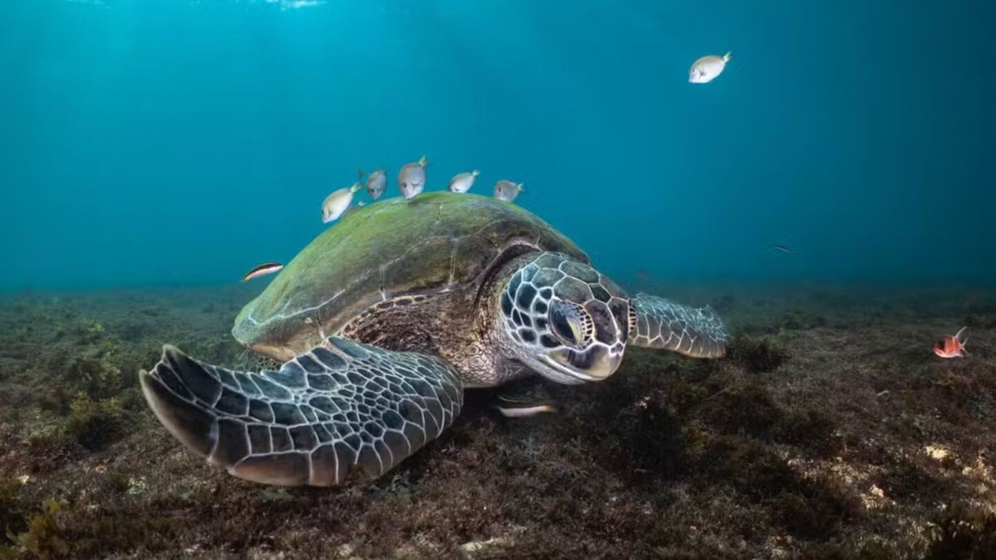 Em Fernando de Noronha, tartaruga recebe limpeza no casco por pequenos peixes.