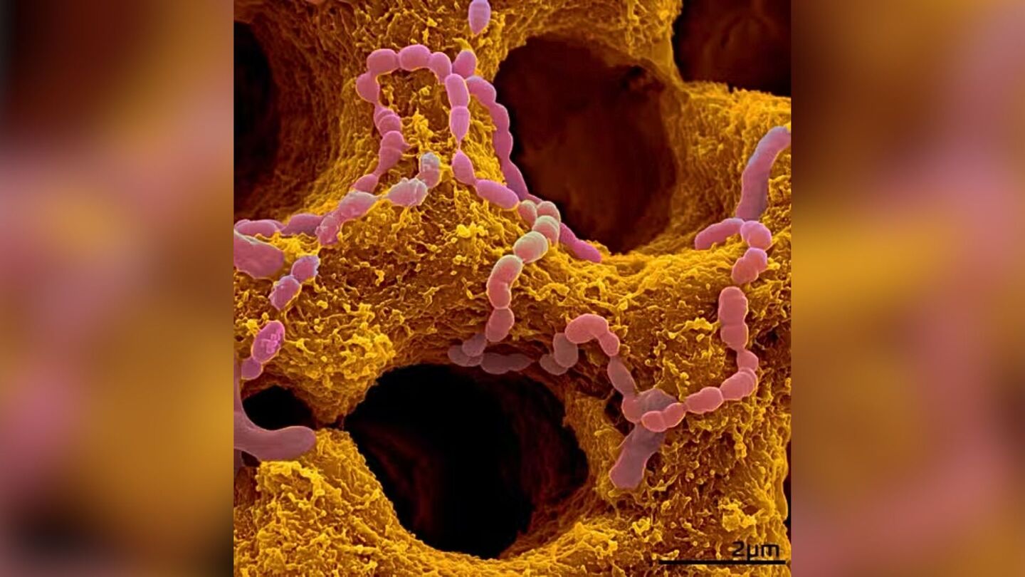 Foto microscópica tirada por Maria Clara Müller.